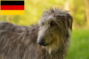 Read more about the article Hjortehundeopdrættere og hvalpe i Tyskland