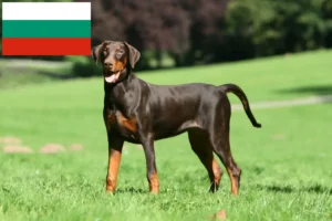 Read more about the article Doberman-opdrættere og hvalpe i Bulgarien