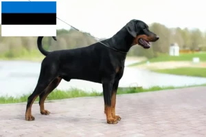 Read more about the article Doberman-opdrættere og hvalpe i Estland