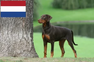 Read more about the article Dobermann-opdrættere og -hvalpe i Holland