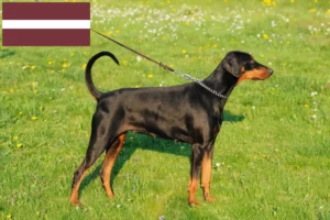 Read more about the article Doberman-opdrættere og hvalpe i Letland