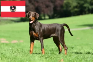 Read more about the article Dobermann-opdrættere og hvalpe i Østrig