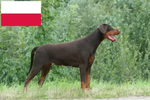 Read more about the article Doberman-opdrættere og hvalpe i Polen