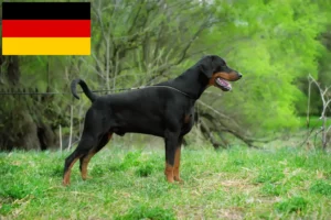 Read more about the article Dobermann-opdrættere og hvalpe i Tyskland