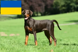 Read more about the article Dobermann-opdrættere og hvalpe i Ukraine