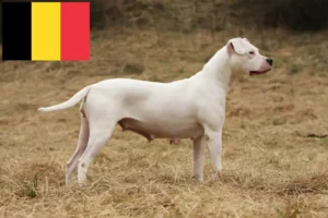 Read more about the article Dogo Argentino opdrættere og hvalpe i Belgien