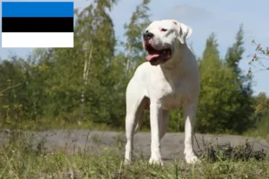 Read more about the article Dogo Argentino-opdrættere og hvalpe i Estland