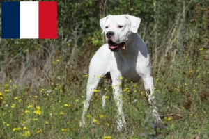Read more about the article Dogo Argentino-opdrættere og hvalpe i Frankrig