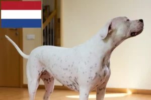 Read more about the article Dogo Argentino opdrættere og hvalpe i Holland