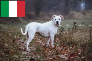 Read more about the article Dogo Argentino-opdrættere og hvalpe i Italien