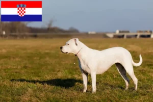 Read more about the article Dogo Argentino-opdrættere og hvalpe i Kroatien