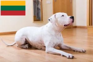 Read more about the article Dogo Argentino-opdrættere og hvalpe i Litauen