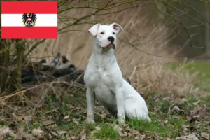 Read more about the article Dogo Argentino-opdrættere og hvalpe i Østrig