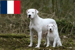 Read more about the article Dogo Argentino opdrættere og hvalpe i Réunion