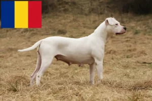 Read more about the article Dogo Argentino-opdrættere og hvalpe i Rumænien