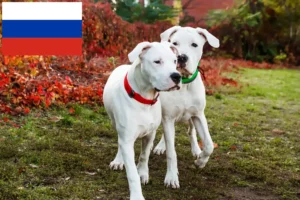 Read more about the article Dogo Argentino-opdrættere og hvalpe i Rusland
