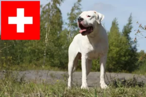 Read more about the article Dogo Argentino opdrættere og hvalpe i Schweiz