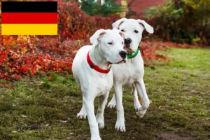 Read more about the article Dogo Argentino opdrættere og hvalpe i Tyskland