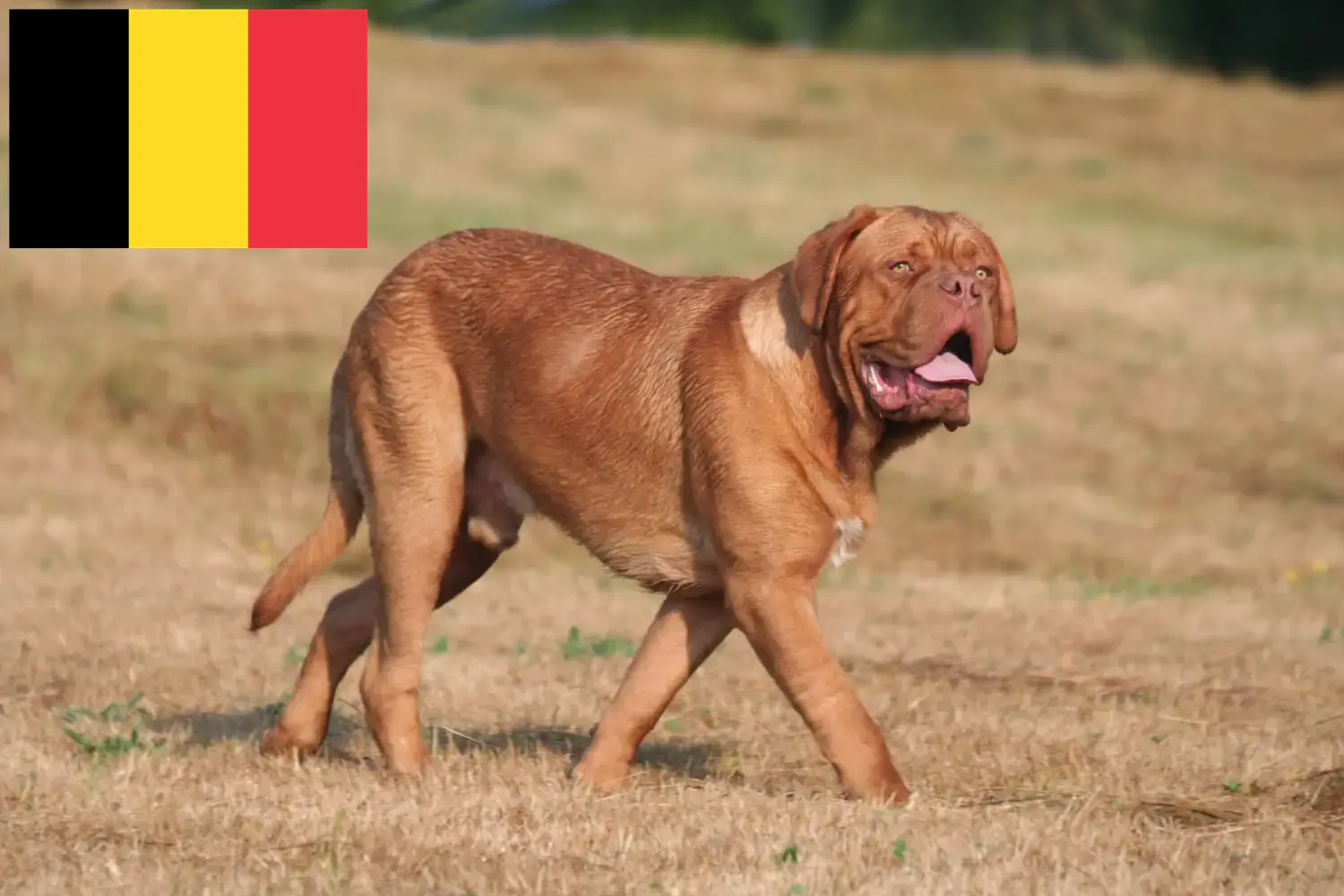 Read more about the article Dogue de Bordeaux opdrættere og hvalpe i Belgien