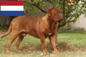 Read more about the article Dogue de Bordeaux-opdrættere og hvalpe i Holland