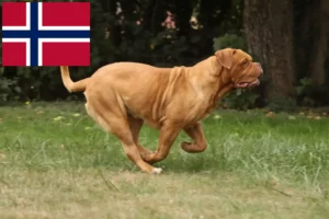Read more about the article Dogue de Bordeaux opdrættere og hvalpe i Norge