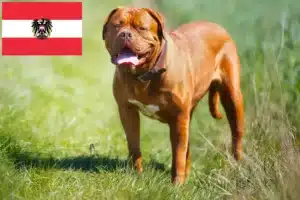 Read more about the article Dogue de Bordeaux-opdrættere og hvalpe i Østrig