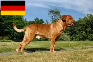 Read more about the article Dogue de Bordeaux opdrættere og hvalpe i Tyskland