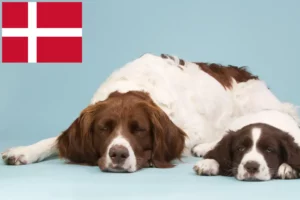 Read more about the article Drentse Patrijshond opdrættere og hvalpe i Danmark