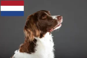 Read more about the article Drentse Patrijshond opdrættere og hvalpe i Holland