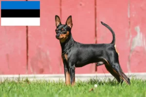 Read more about the article Dværgpinscher-opdrættere og hvalpe i Estland