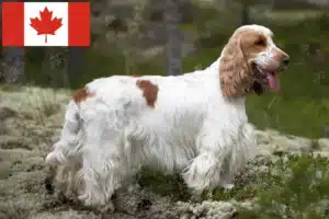 Read more about the article Engelsk Cocker Spaniel opdrættere og hvalpe i Canada