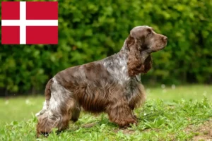 Read more about the article Engelsk Cocker Spaniel opdrættere og hvalpe i Danmark