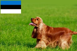 Read more about the article Opdrættere og hvalpe af engelsk cocker spaniel i Estland