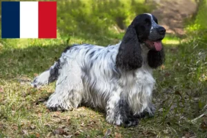 Read more about the article Opdrættere og hvalpe af engelsk cocker spaniel i Frankrig