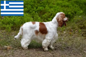 Read more about the article Engelsk Cocker Spaniel opdrættere og hvalpe i Grækenland