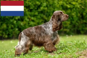 Read more about the article Engelsk Cocker Spaniel opdrættere og hvalpe i Holland