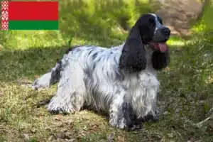 Read more about the article Opdrættere og hvalpe af engelsk cocker spaniel i Hviderusland