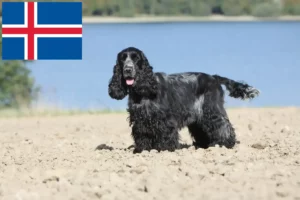 Read more about the article Engelsk Cocker Spaniel opdrættere og hvalpe i Island