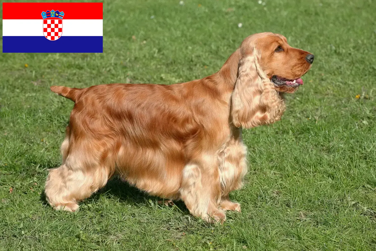 English Cocker Spaniel hvalpe og opdrættere Kroatien Find her English Cocker Spaniels opdrættere i Kroatien.