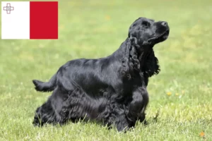 Read more about the article Engelsk Cocker Spaniel opdrættere og hvalpe på Malta