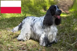 Read more about the article Engelsk Cocker Spaniel opdrættere og hvalpe i Polen