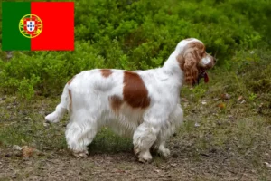 Read more about the article Opdrættere og hvalpe af engelsk cocker spaniel i Portugal