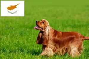 Read more about the article Engelsk Cocker Spaniel opdrættere og hvalpe på Cypern