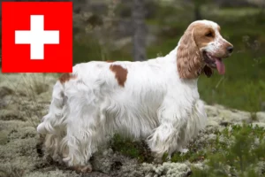 Read more about the article Engelsk Cocker Spaniel opdrættere og hvalpe i Schweiz