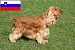 Read more about the article Opdrættere og hvalpe af engelsk cocker spaniel i Slovenien