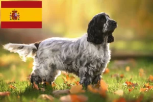 Read more about the article Opdrættere og hvalpe af engelsk cocker spaniel i Spanien