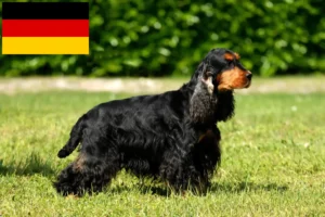 Read more about the article Engelsk Cocker Spaniel opdrættere og hvalpe i Tyskland