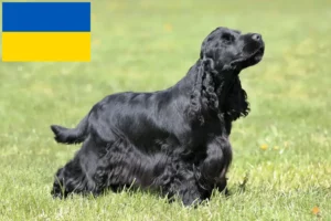 Read more about the article Engelsk Cocker Spaniel opdrættere og hvalpe i Ukraine
