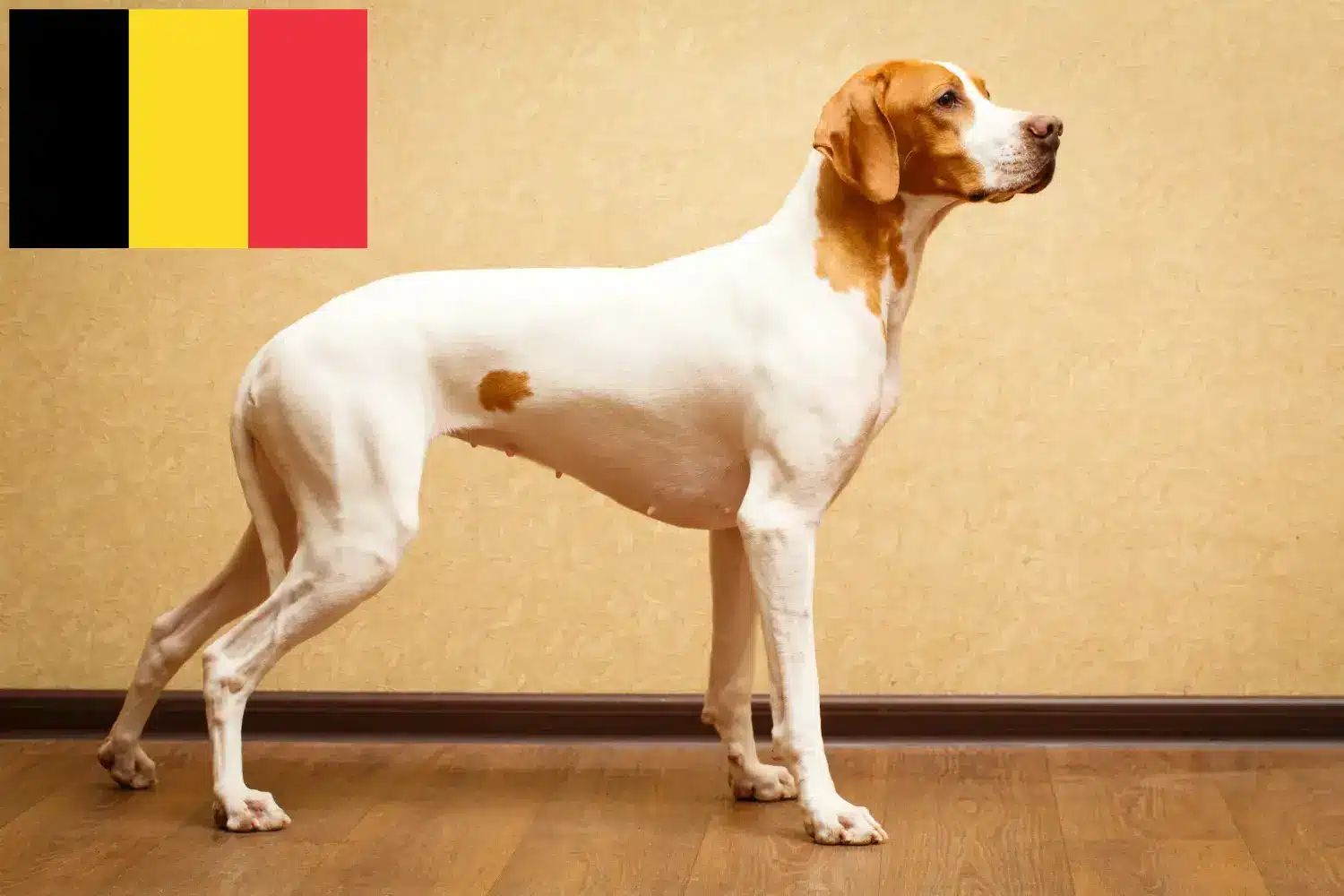 English Pointer hvalpe og opdrættere Belgien Find opdrættere af engelske pointere i Belgien her.
