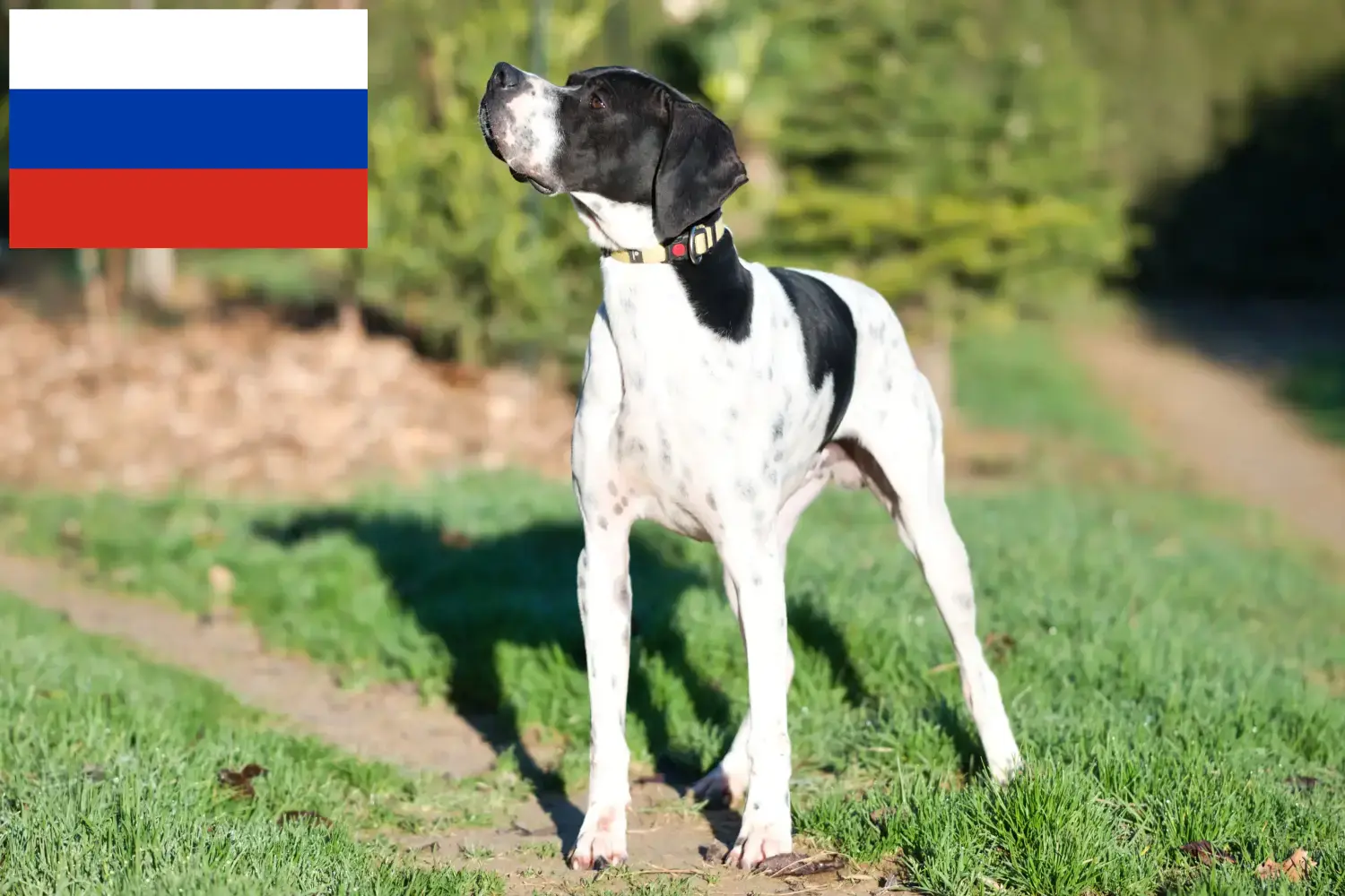 Engelske pointerhvalpe og opdrættere Rusland Her kan du finde opdrættere af engelske pointere i Rusland.
